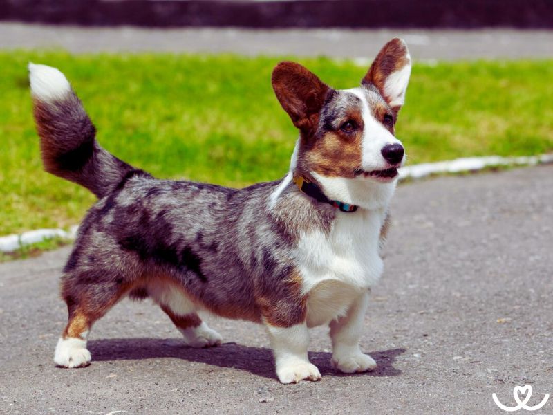 Plemeno-welsh-corgi-cardigan (12)